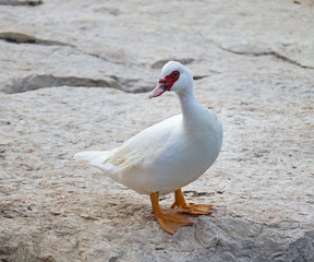  A feral Muscovy duck (Cairina moschata) on a rock in Nahal Alexander.