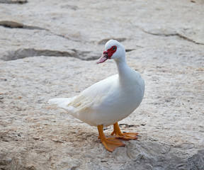 Naklejka na ściany i meble A feral Muscovy duck (Cairina moschata) on a rock in Nahal Alexander.