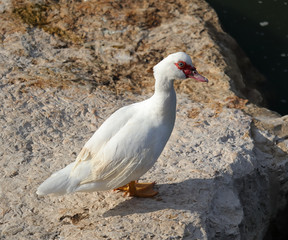  A feral Muscovy duck (Cairina moschata) on a rock in Nahal Alexander.