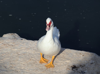  A feral Muscovy duck (Cairina moschata) on a rock in Nahal Alexander.