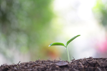 small growing green plant with dark brown soil