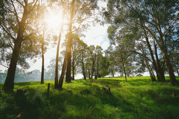 Forest tree background.