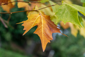 モミジバフウの紅葉