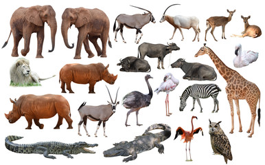 set of wild animals