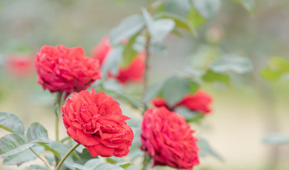 Close up selective focus beautiful blossom rose flowers in garden or fields, commercial planting rose flowers garden in Thailand with many colors