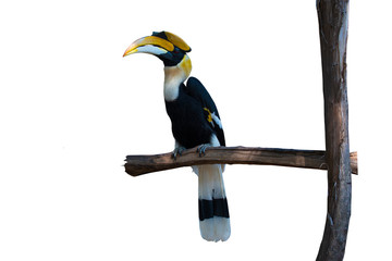 Hornbill on a white background