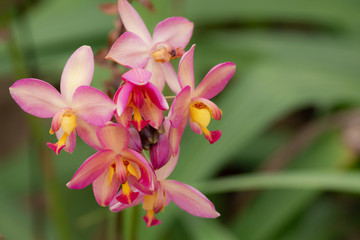 Selective focus close up Wild beautiful yellow ground Orchid ZSpathoglottis) blooming in the garden or park with copy space