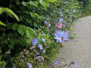 pollination and flowers