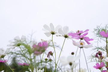 Obraz na płótnie Canvas Beautiful soft selective focus pink and white cosmos flowers field with copy space