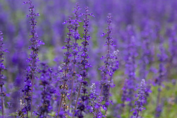Selective focus close up beautiful purple lavender in the fields for wedding or beauty background