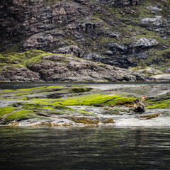 Scottish fur seals resting on coastal stones.