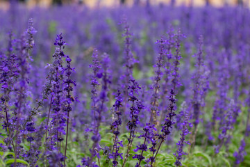 Fototapeta na wymiar Selective focus close up beautiful purple lavender in the fields for wedding or beauty background