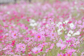 Obraz na płótnie Canvas Beautiful soft selective focus pink and white cosmos flowers field with copy space