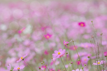 Beautiful soft selective focus pink and white cosmos flowers field with copy space