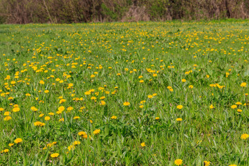 Green meadow covered with yellow dandelions at spring
