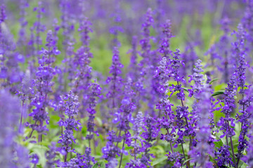 Fototapeta premium Selective focus close up beautiful purple lavender in the fields for wedding or beauty background