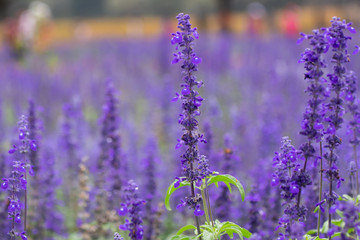 Selective focus close up beautiful purple lavender in the fields for wedding or beauty background