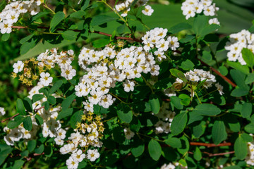 White flowering shrub Spirea aguta (Brides wreath)