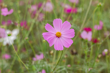 Beautiful soft selective focus pink and white cosmos flowers field with copy space