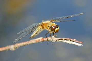 Dragonfly sits on a thin tree branch