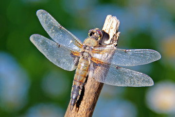 Dragonfly sits on a thin tree branch