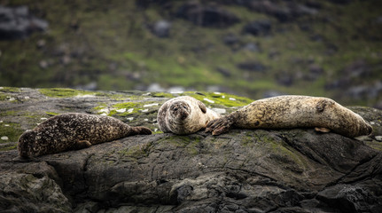 Scottish fur seals resting on coastal stones.