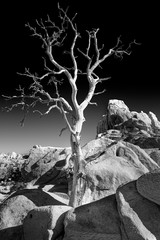 Dead tree in Joshua Tree National Park