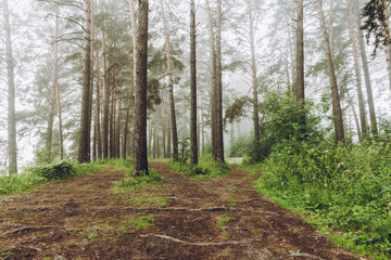 Beautiful summer forest with different trees in morning fog