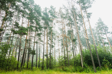 Beautiful summer forest with different trees in morning fog