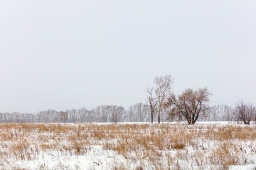 Winter landscape. Cold day. Snow season