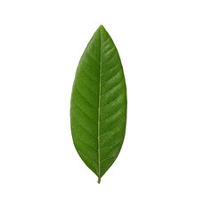 Obraz premium Green leaf isolated on white background. tropical foliage