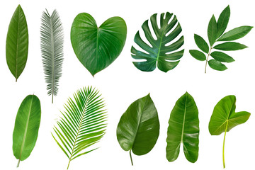 Set of Tropical leaves isolated on white background. © Suraphol