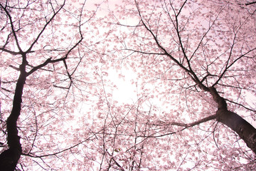 Warm eye view of Sakura cherry tree