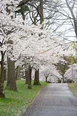 Sakura cherry tree at park