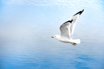 flying seagull above the blue water. Concept of feel free and freedom. Free copy space on left
