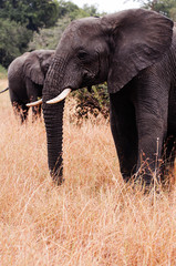 African Elephants in golden grass field in Grumeti reserve, Serengeti Savanna forest