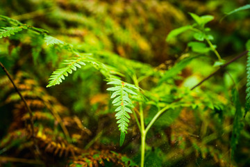Beautiful fern leaves in the forest. Selective focus.