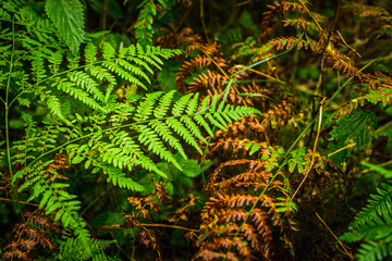 Beautiful fern leaves in the forest. Selective focus.