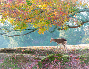 奈良公園の景色