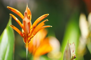 Obraz premium Orange flowers on a green background