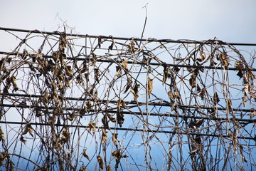 Dry twigs across the electric wire