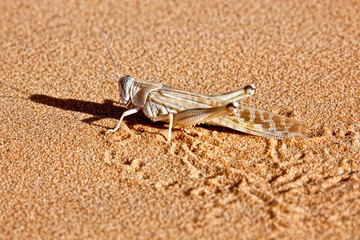 Locust in desert sand.