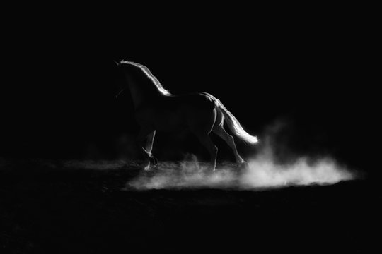Highlighted outline of a running horse. Low key, black and white artistic image.