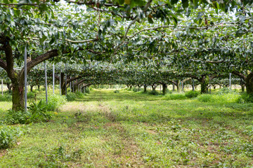 梨園　千葉県富里市　日本