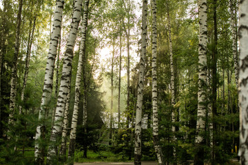 beautiful autumn forest in the haze. Sunlight