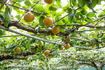 梨園　千葉県富里市　日本