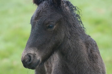 Fototapeta premium Icelandic Horses