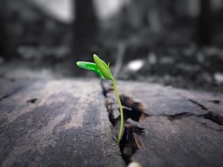young plant growing in old wood