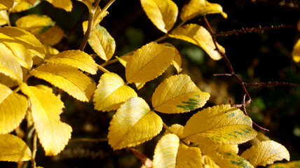 beautiful yellow rosehip leaves on branches with spikes on a blurry background on a sunny autumn October warm day
