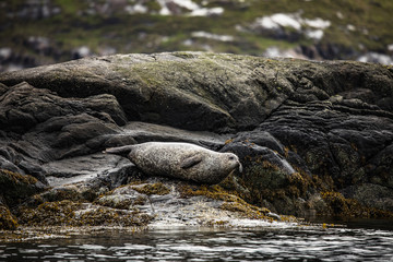 Scottish fur seals resting on coastal stones.